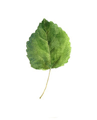 watercolor drawing green leaf