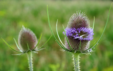 flower head of wild teasel with lavender blossoms - obrazy, fototapety, plakaty