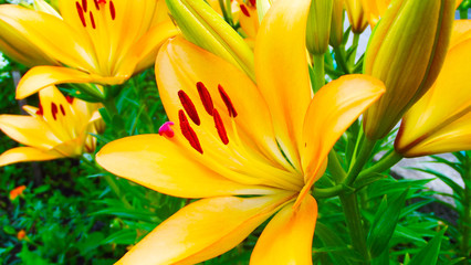 Beautiful orange lilies on the flower bed in the garden.