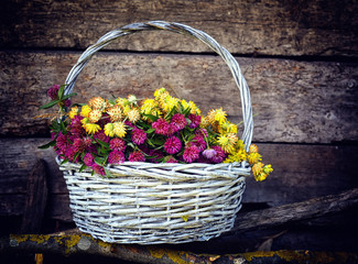 Fototapeta na wymiar Clover flowers in a basket (Anthyllis vulneraria, Trifolium alpestre). Herbs harvesting of medicinal raw materials