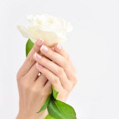 Hands of a woman with beautiful french manicure and white rose