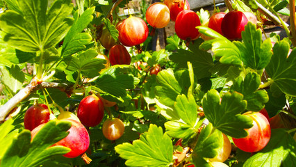 Gooseberries are spiced on a Bush in the garden.