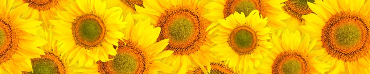 Foto op Canvas Panorama pattern flowers sunflower © nmelnychuk