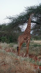 giraffe in kenya