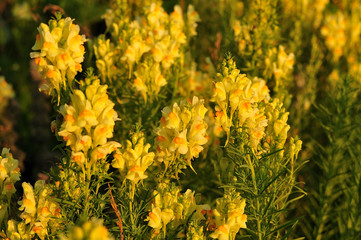 wild dragon flowers on meadow