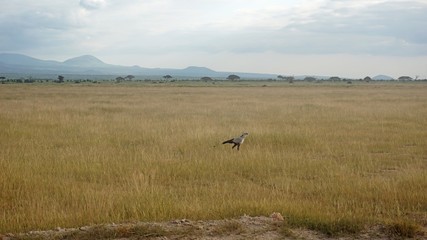 secretarybird in kenya