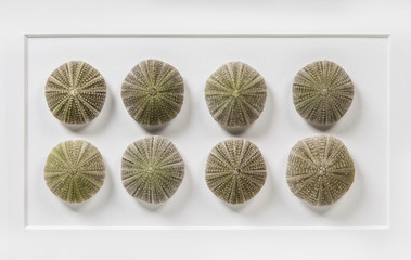 Series of Shells Graphic canvas made of 3D objects