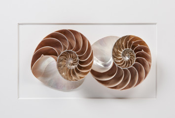 Series of Shells Graphic canvas made of 3D objects