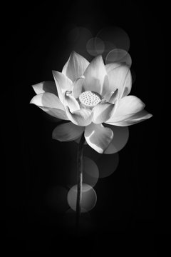 Lotus flower blooming in black and white      