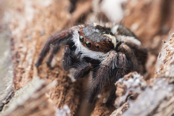 Super macro Jumping spider or Carrhotus viduus on rock