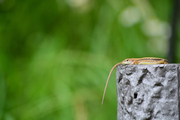 Japanese grass lizard is basking in the warm sunshine.