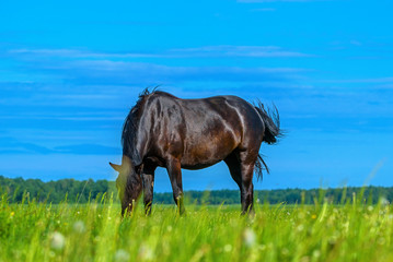 a lonely horse is grazing on the field
