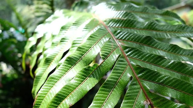 Close-up fern leaf, moving camera,   beautiful in nature
