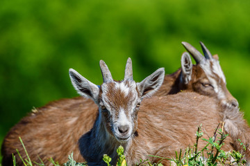 goats graze on the grass