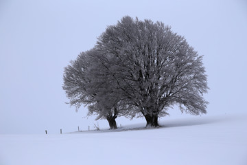 winterliche landschaft mit einzelnen baum in der mitte