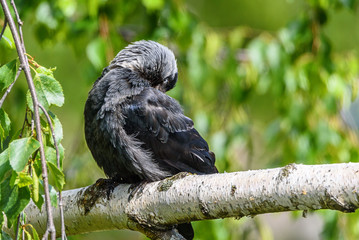 The crow cleans feathers. It sits on a branch.
