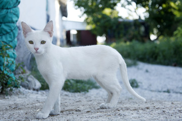 White domestic cat on the street