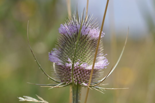 Detailaufnahme der Naturheilpflanze wilde Karde - Borelliose-Mittel Nr. 1
