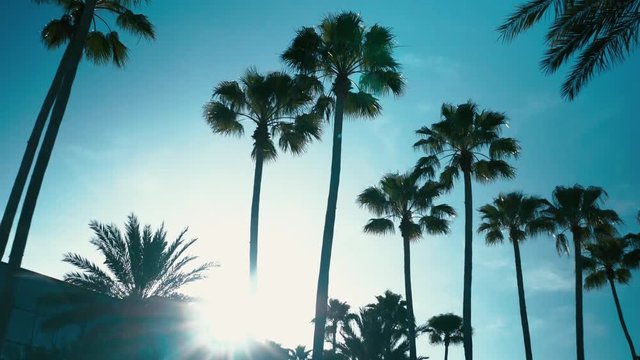 Orlando Palm Trees Images – Browse 1,074 Stock Photos, Vectors, and