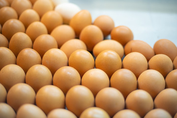 Select focus eggs of chicken Put together on Egg pan.