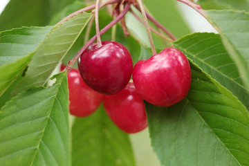 organic cherries on the branch