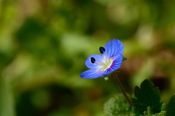 Tiny blue flower in spring.