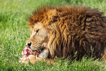 Lion Eating a Piece of Meat