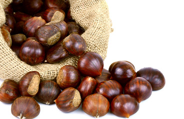 Castanea sativa or sweet chestnut in sack bag on white background