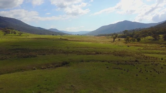 Drone flying over a group of grazing kangaroos in a lush green valley surrounded by mountains.