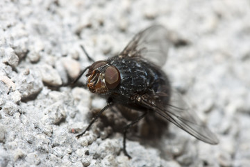 a fly in the food