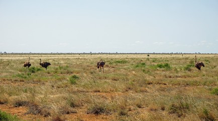 ostrich bird in kenya