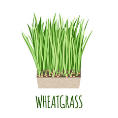 Wheatgrass icon in flat style on white background.