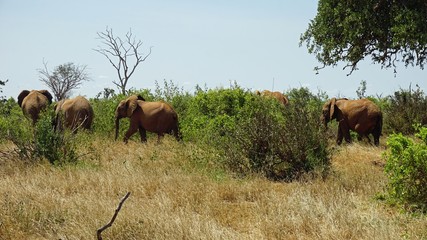 elephants of kenya