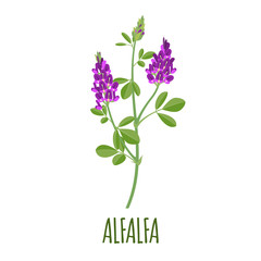 Alfalfa icon in flat style on white background - obrazy, fototapety, plakaty