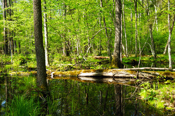 Reserve forest in the National Park Belovezhskaya Pushcha, Poland. Bialowieza. UNESCO World Heritage
