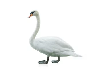 Printed kitchen splashbacks Swan White swan isolated