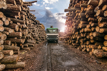 Transport of pine logs in a sawmill - obrazy, fototapety, plakaty