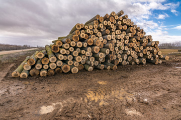 Newly cut pine trunks for transfer to the sawmill