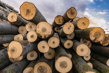 Newly cut pine trunks for transfer to the sawmill