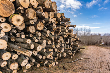 Newly cut pine trunks for transfer to the sawmill