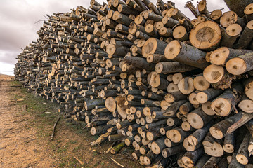 Newly cut pine trunks for transfer to the sawmill