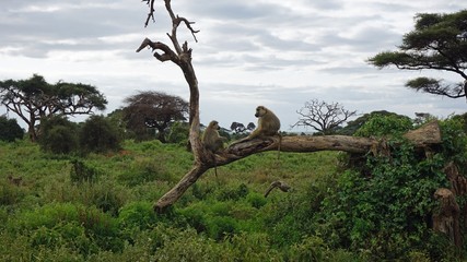 baboon in kenya