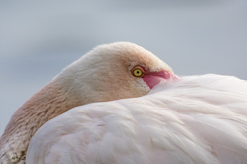 fenicottero rosa