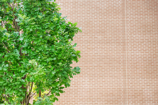 Green oak on a brick wall background