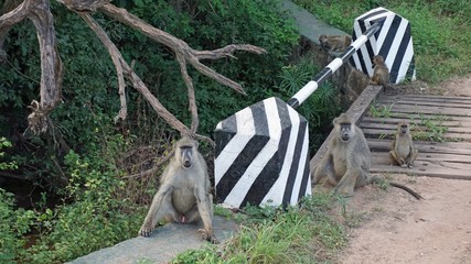 baboon in kenya