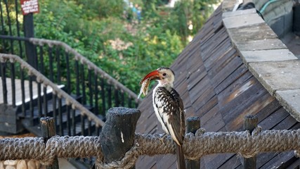 red billed hornbill in kenya