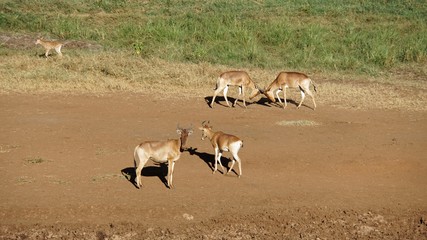 wildlife in kenya