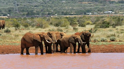 elephants of kenya