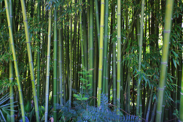 Bamboo forest with trees.