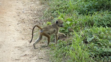 baboon in kenya